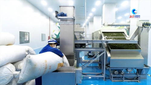 全球連線 在 中國抹茶之都 看 世界抹茶超級工廠 如何生產(chǎn)